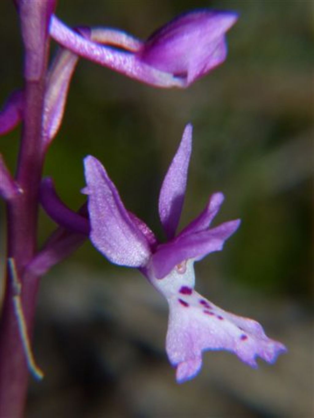 Per orchidee nel ponente Ligure